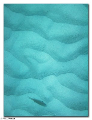 Sand Pattern & Fish