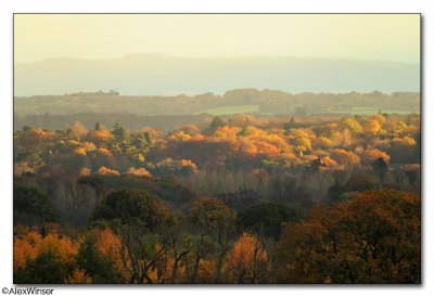 Tree Tops in Autumn colours