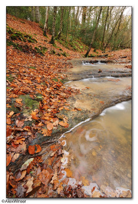 Autumnal Stream