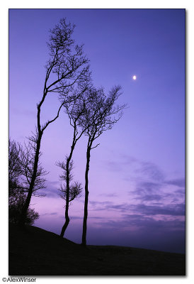 Trees at dawn