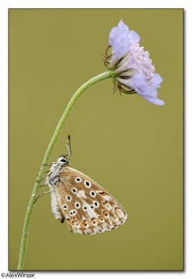 Chalkhill Blue (Lysandra coridon)