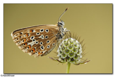 Chalkhill Blue (Lysandra coridon)