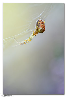 Orb Weaver Spider