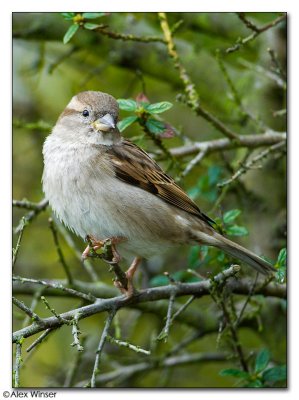 Sparrow