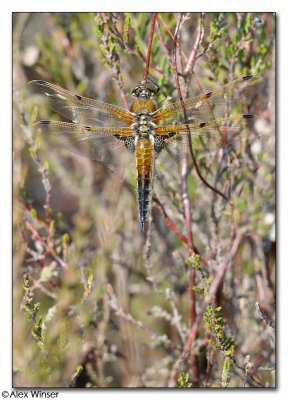 Four-Spotted Chaser