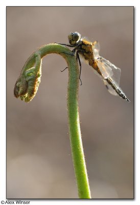 Four-Spotted Chaser