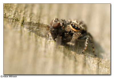 Jumping Spider