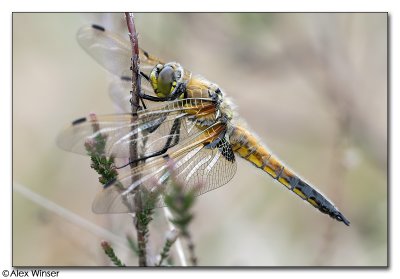 Four-Spotted Chaser