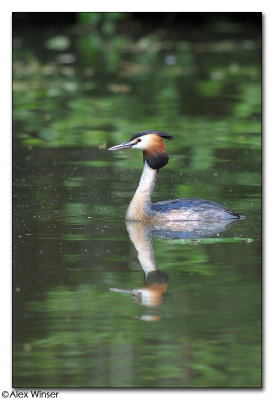 Great Crested Grebe