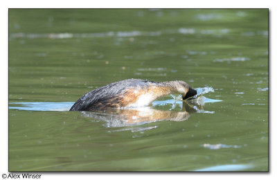 Great Crested Grebe