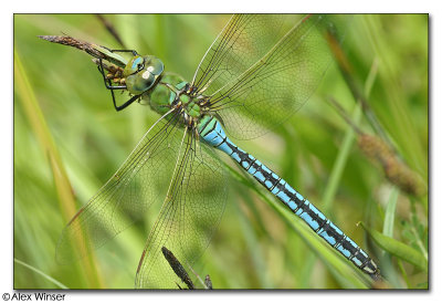 Emperor Dragonfly