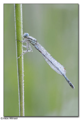 White Legged Damselfly