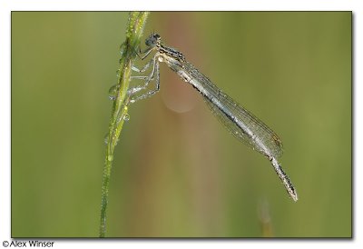 White Legged Damselfly