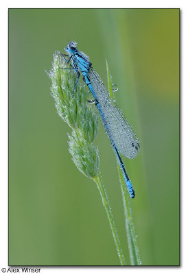 Azure Damselfly