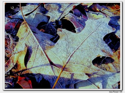 IMG_3202.jpg