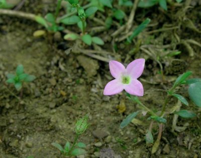 Houstonia rosea