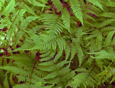 Athyrium filix-femina ssp. asplenioides