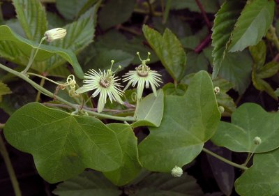 Passiflora lutea