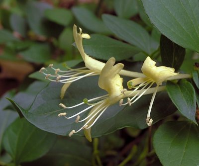 Lonicera japonica