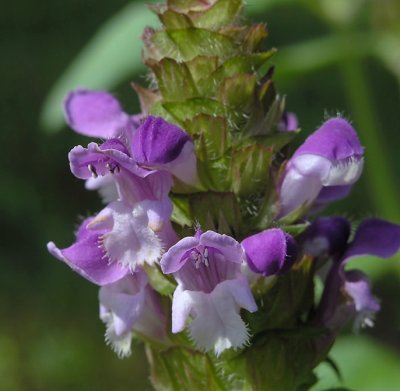 Prunella vulgaris