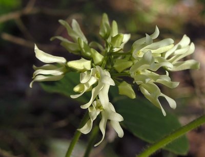 Matelea baldwyniana