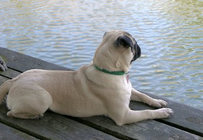 Resting On The Dock