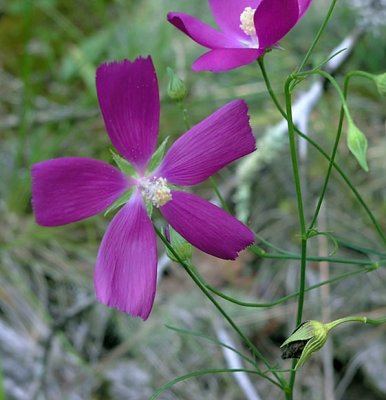 Callirhoe pedata