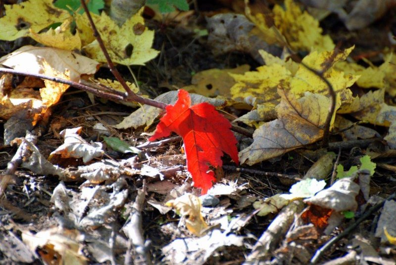 Fall colours....