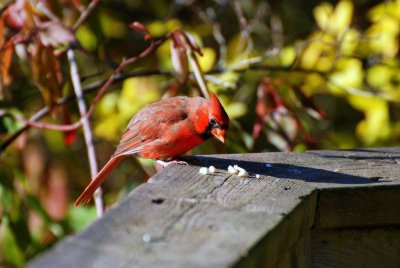 Cardinal