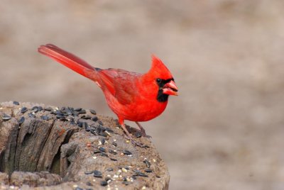 Cardinal 2.JPG