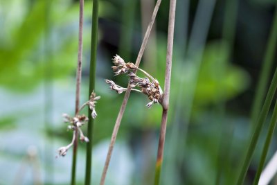 Grass seed 2
