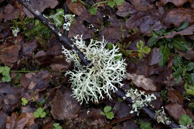 Fallen lichen