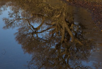 Reflections