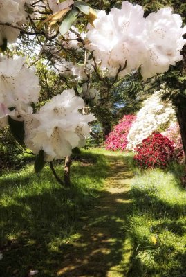 Rhododendrons