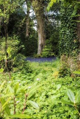 Bluebells