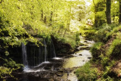 Stream with Dipper (look carefully)