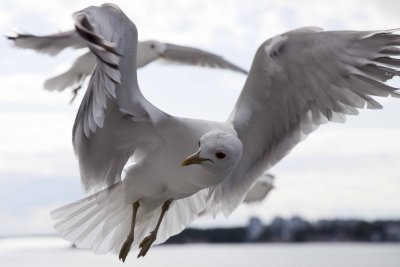 Gulls attack .....