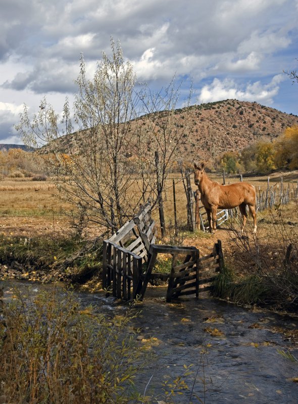 Horse in Chimayo