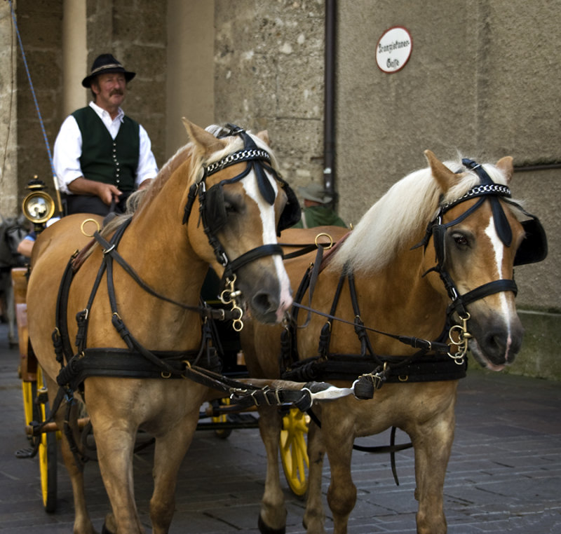 Salzburg Horses