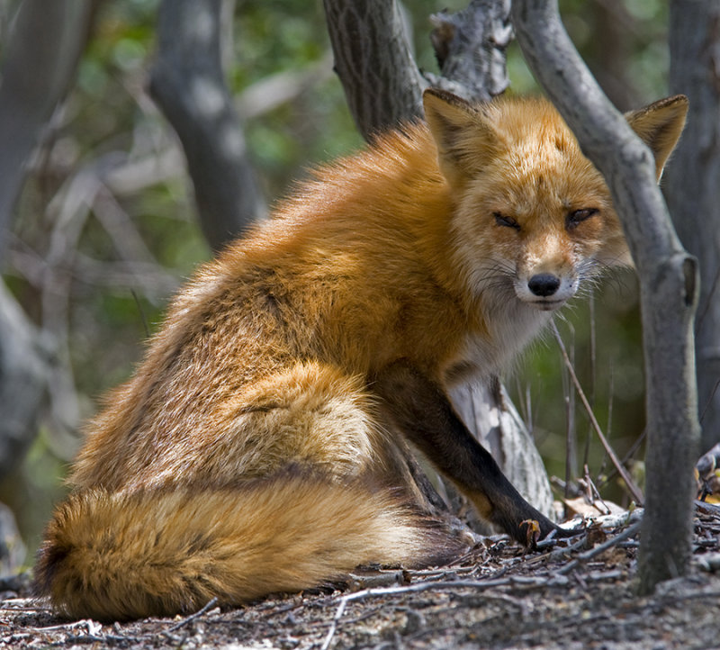 Fox in the Fire Island Forest