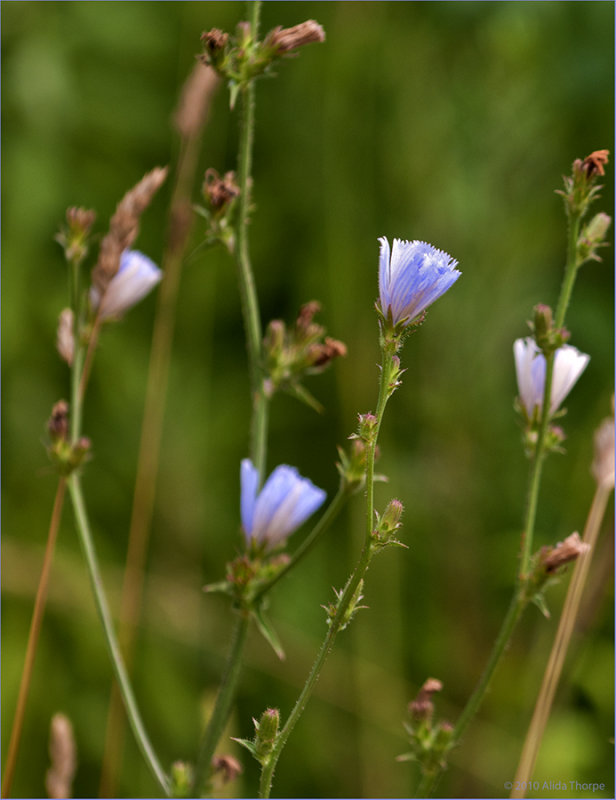 purple wildflowers