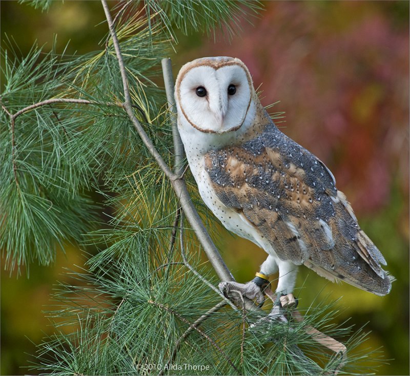 Barn Owl, Captured