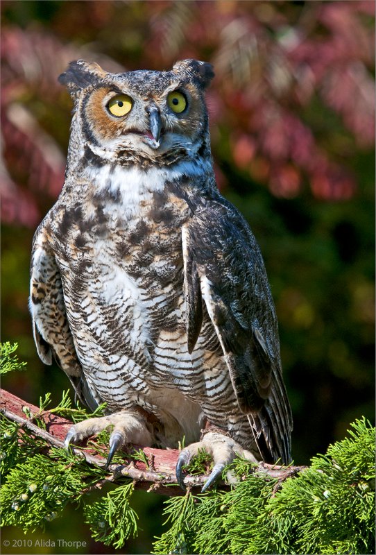 horned owl, captured