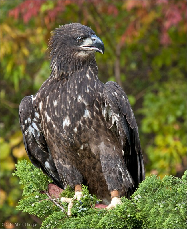 immature eagle, captured