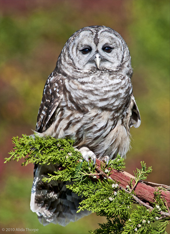 Barred Owl, captured