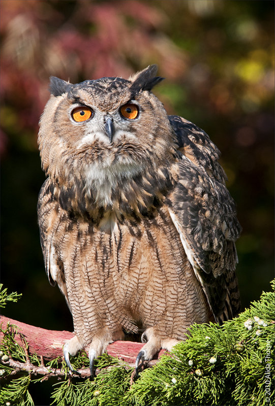 European Eagle-owl (Bubo bubo), captured