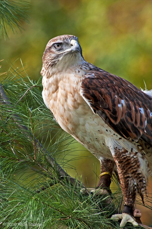 Rough-legged hawk, captured