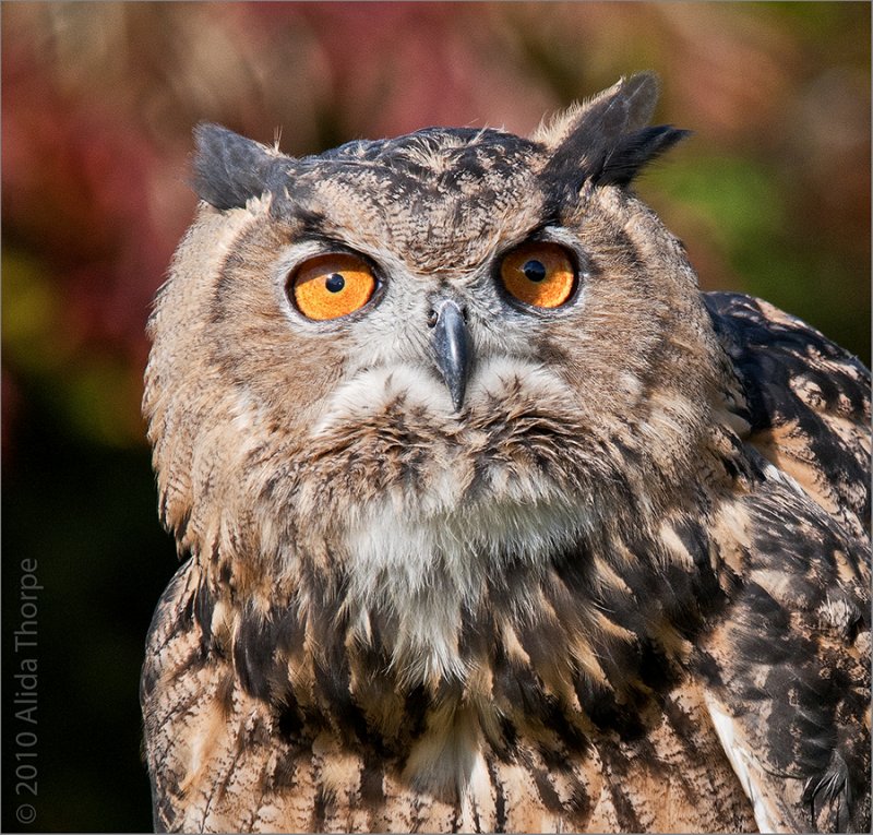 European Eagle-owl (Bubo bubo), captured