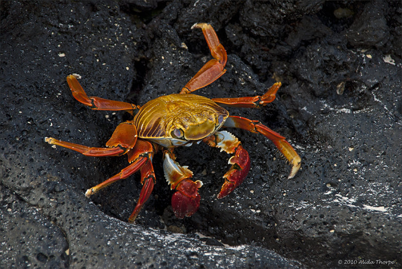 sally light-foot crab