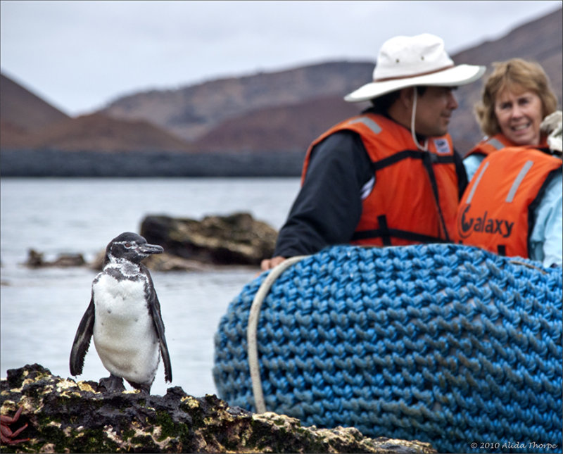 Galapagos Penguin